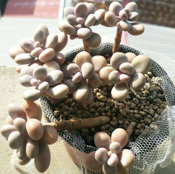 论多肉怎么御寒过冬的方法