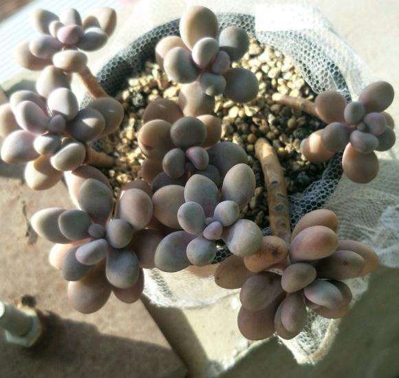 论多肉怎么御寒过冬的方法