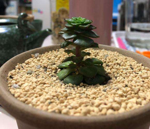 夏天蜡牡丹多肉怎么砍头 一直没爆盆