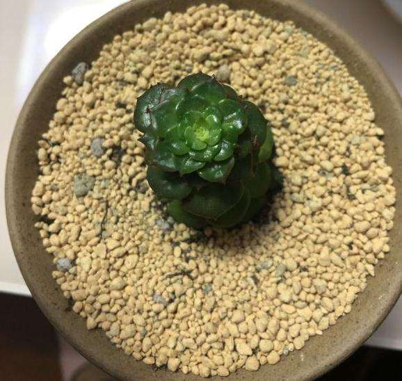 夏天蜡牡丹多肉怎么砍头 一直没爆盆