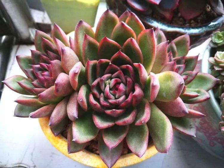 东云系多肉如何度夏 就怕夏天 图片