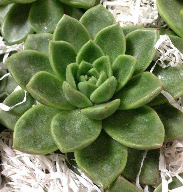 东云系多肉如何度夏 就怕夏天 图片