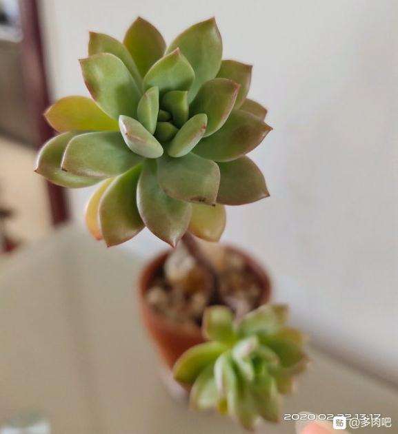 红稚莲多肉夏天徒长了