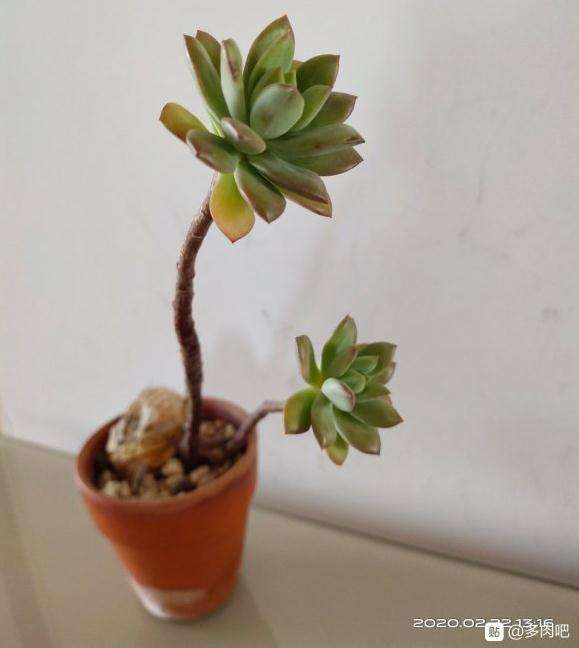 红稚莲多肉夏天徒长了