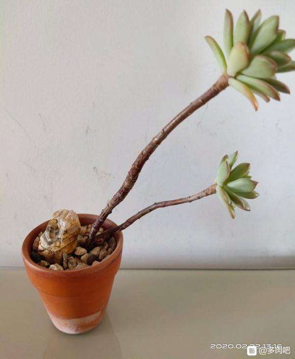 红稚莲多肉夏天徒长了