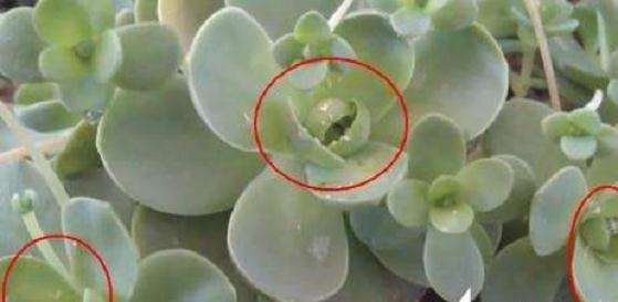 多肉夏季如果有介壳虫怎么整