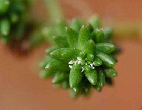 多肉夏季如果有介壳虫怎么整