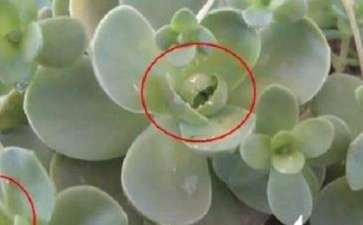 多肉夏季如果有介壳虫怎么整