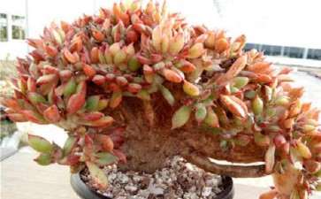 多肉落地生根 夏天该怎么养