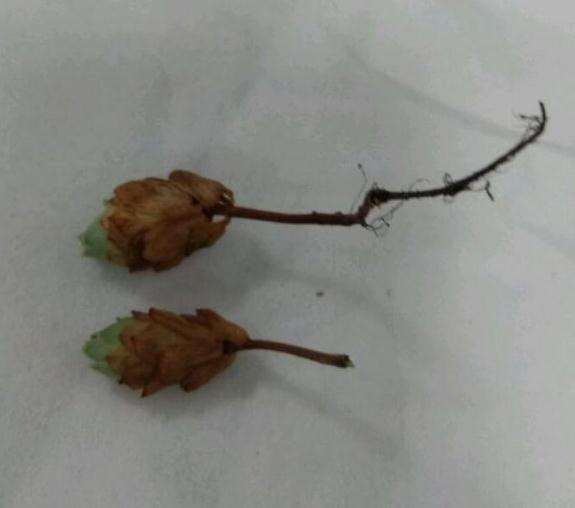 山地玫瑰多肉夏天怎么扦插