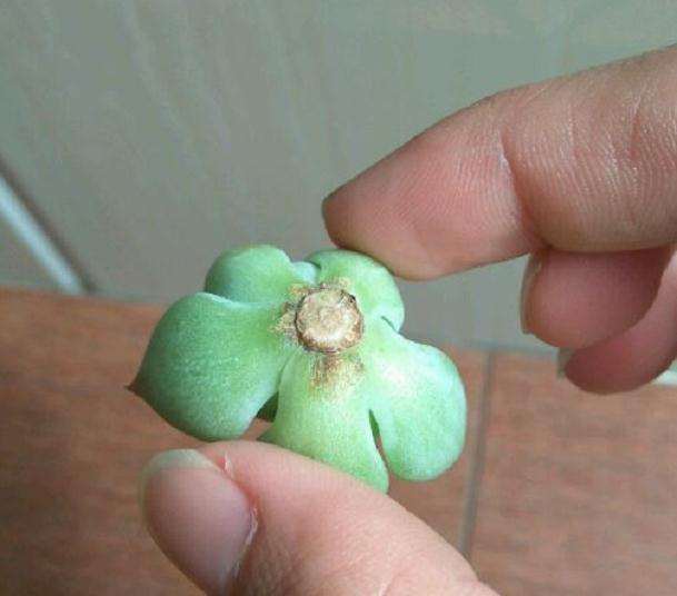 夏季吉娃娃多肉晒了太阳 快死了