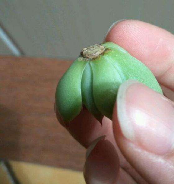 夏季吉娃娃多肉晒了太阳 快死了