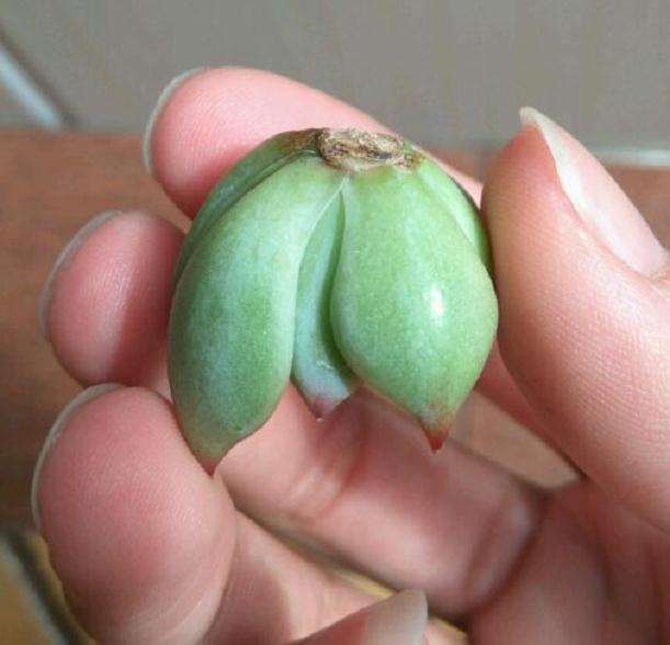 夏季吉娃娃多肉晒了太阳 快死了