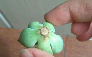 夏季吉娃娃多肉晒了太阳 快死了