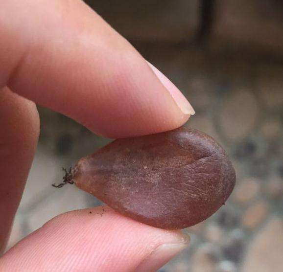 夏天多肉叶插都黑腐了 怎么办