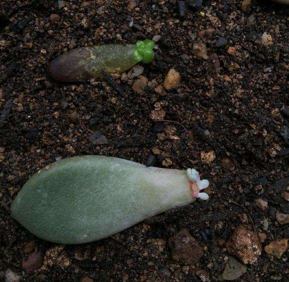 夏天多肉叶插都黑腐了 怎么办