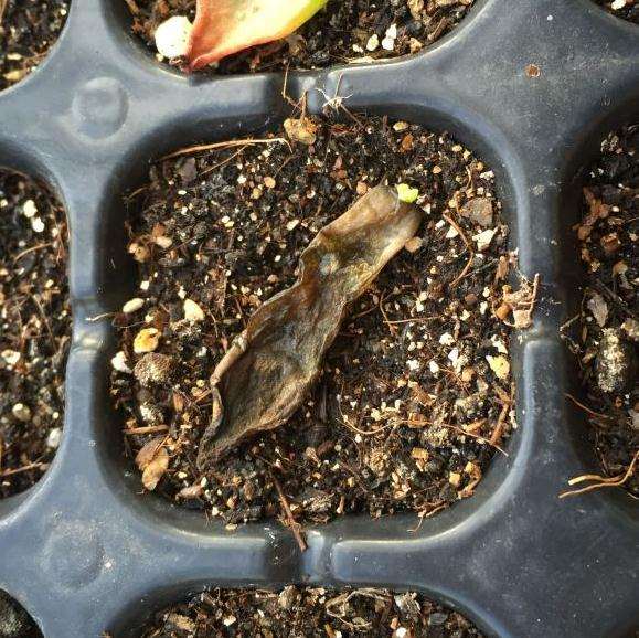 夏天多肉叶插都黑腐了 怎么办