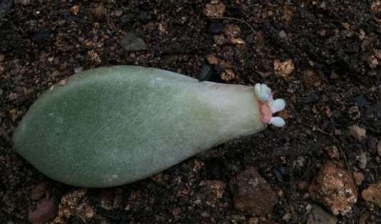 夏天多肉叶插少浇水 用浸盆的方法 最好