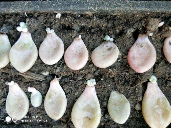 夏天多肉叶插少浇水 用浸盆的方法 最好