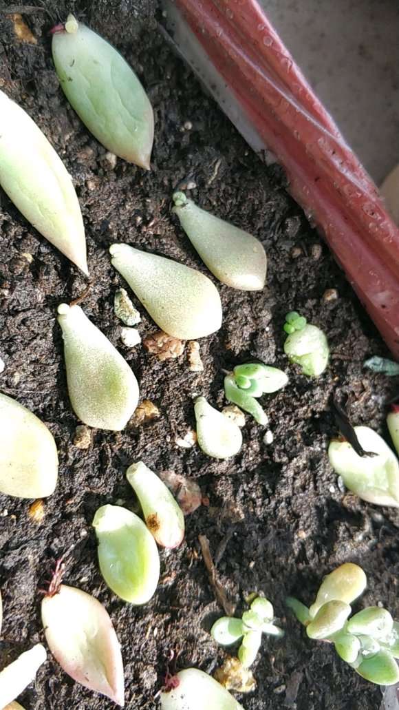 夏天多肉叶插少浇水 用浸盆的方法 最好