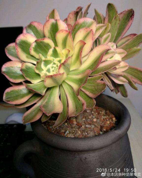 广州夏天 艳日伞多肉种的好吗