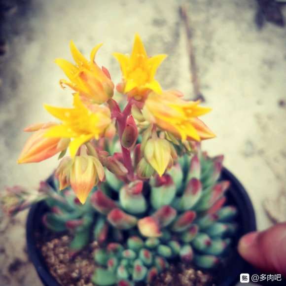 多肉夏天室外需要防晒么 图片