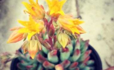 多肉夏天室外需要防晒么 图片