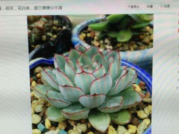 求慈禧多肉怎么养的方法 图片