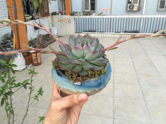 求慈禧多肉怎么养的方法 图片