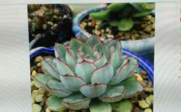 求慈禧多肉怎么浇水的方法 图片