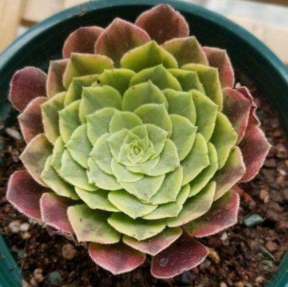 夏季法师多肉一直不服盆 怎么办 图片