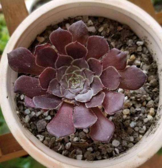 夏季法师多肉一直不服盆 怎么办 图片