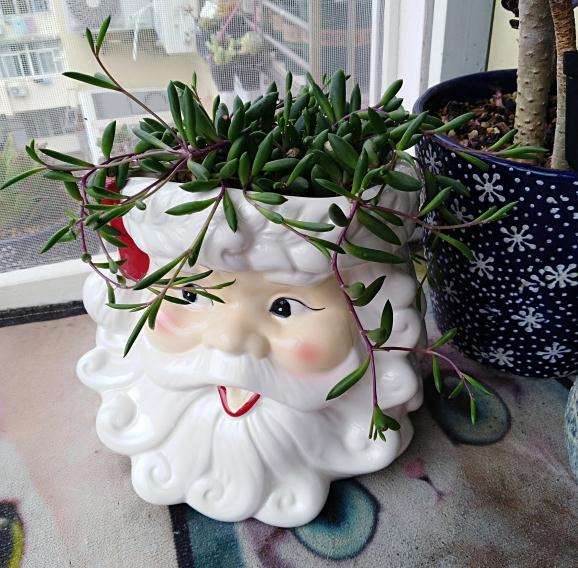 佛珠怎么度夏 拼命浇水 就可以了