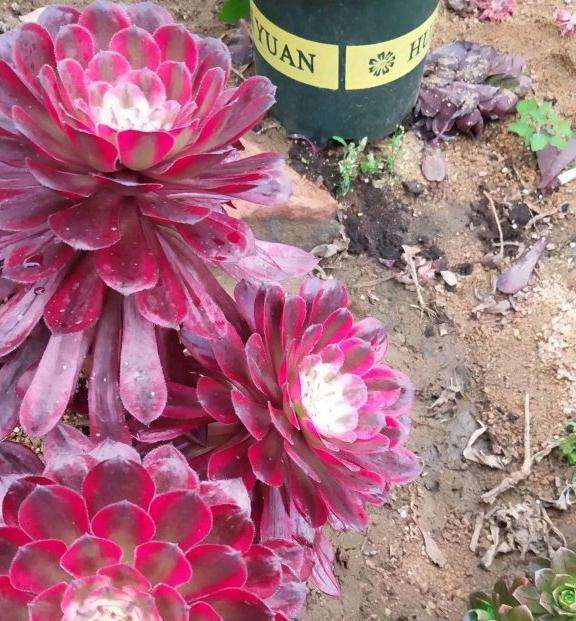 夏天法师多肉都干巴巴该怎么浇水