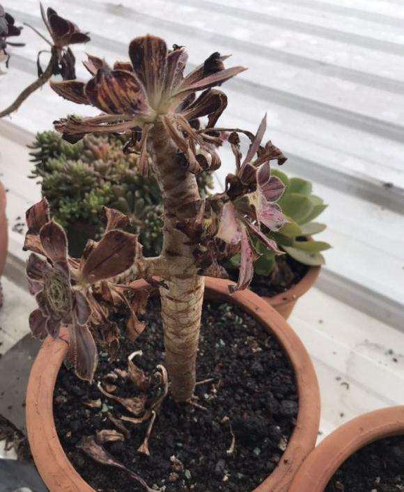 法师多肉夏天的状态 看图片 怎么样