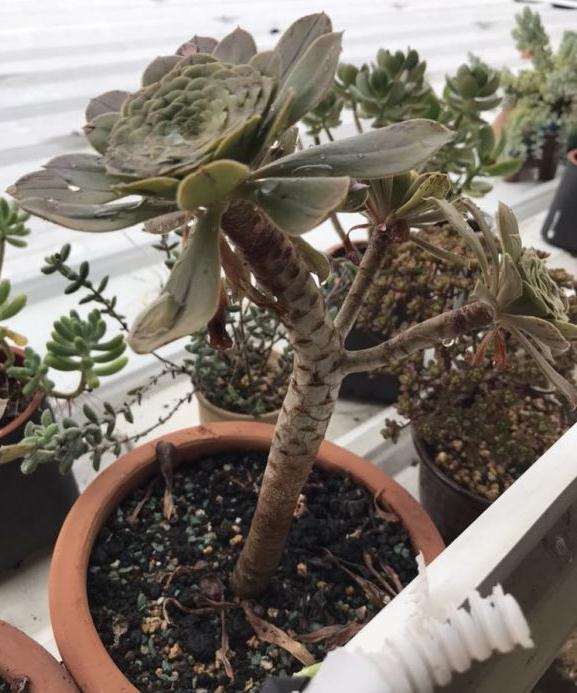 法师多肉夏天的状态 看图片 怎么样