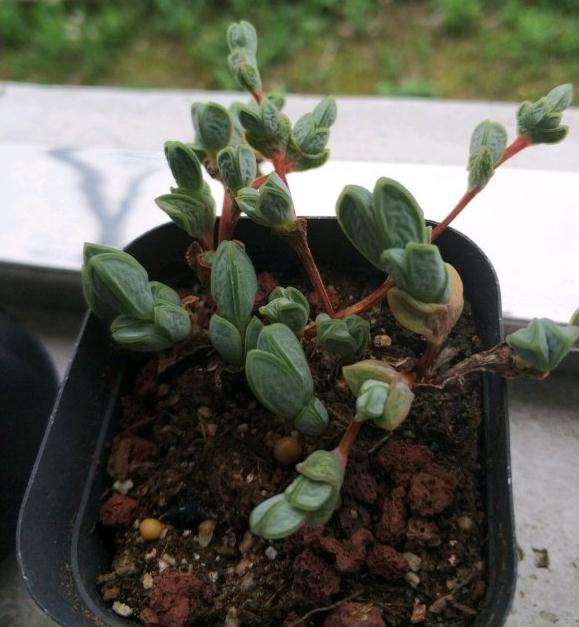 碧玉莲多肉怎么养 一到夏天就这样