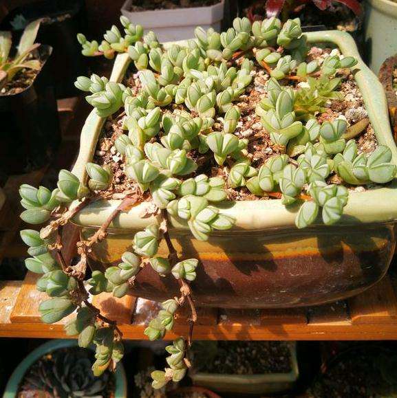 碧玉莲多肉怎么养 一到夏天就这样