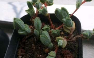 碧玉莲多肉怎么养 一到夏天就这样 图片