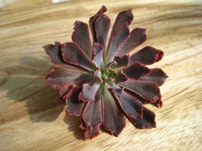 上海多肉夏天直接露养可以么