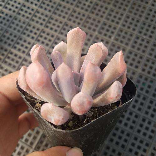 夏天摊大饼的丘比特多肉 是出锦了