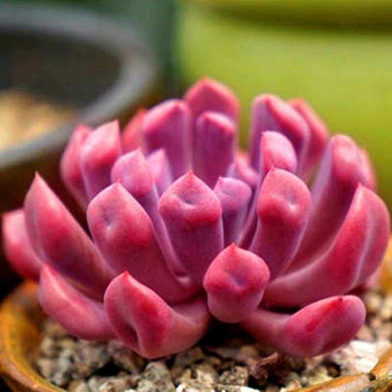 夏天摊大饼的丘比特多肉 是出锦了