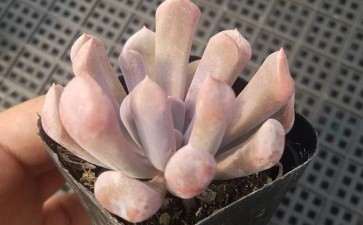 夏天摊大饼的丘比特多肉 是出锦了