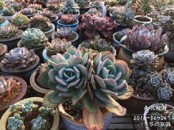 广东潮汕多肉怎么遮阳的5个问题