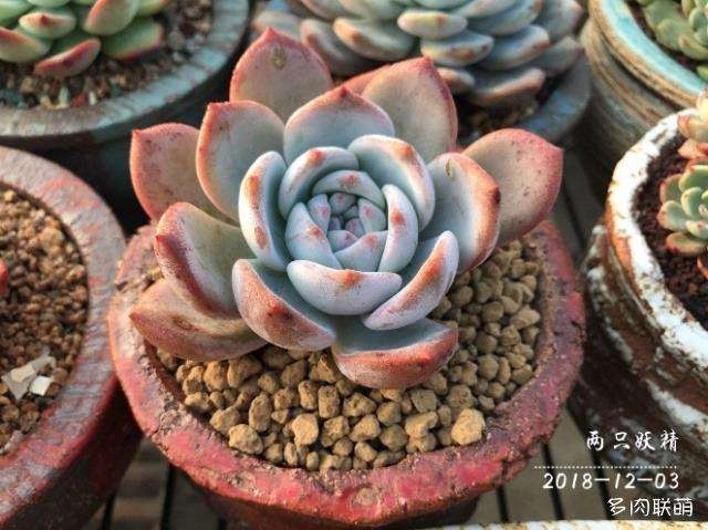 广东潮汕多肉怎么遮阳的5个问题