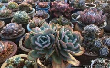 广东潮汕多肉怎么遮阳的5个问题