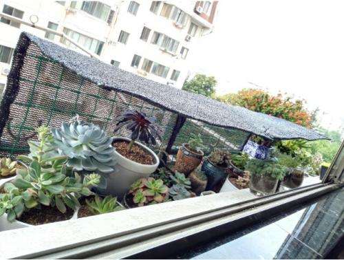 夏天多肉用铝箔遮阳网