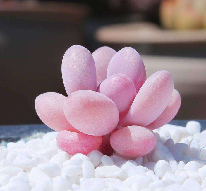 桃蛋多肉怎么度夏啊 夏天死光