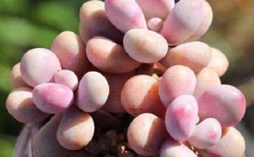 桃蛋多肉怎么度夏啊 夏天死光了 图片