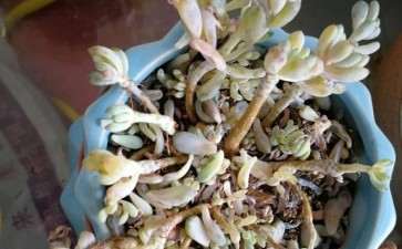 夏天蓝豆多肉是怎么了 图片